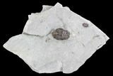 Greenops Trilobite - Hungry Hollow, Ontario #107544-1